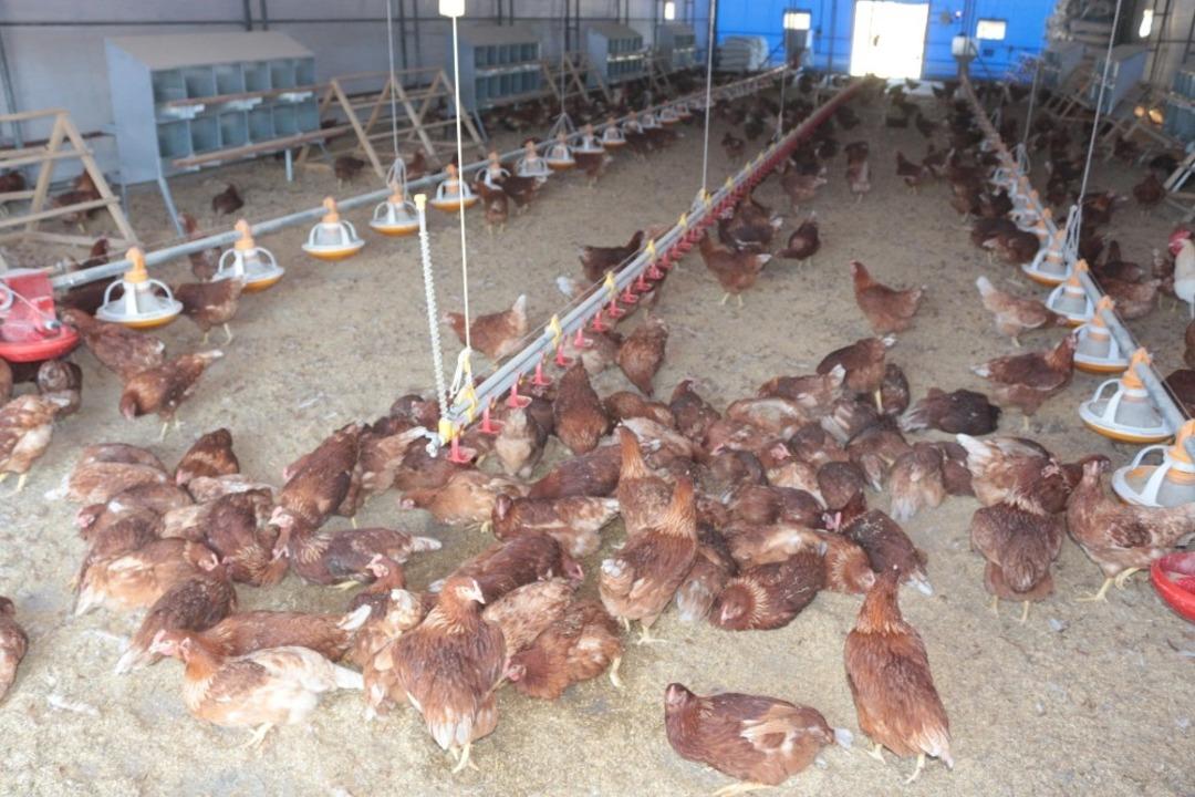 (&Ouml;zel) Akademik yumurtalar satışa &ccedil;ıkıyor