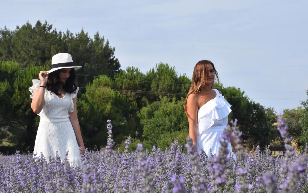  Mor tarlalarda hasat şenliği yapılacak