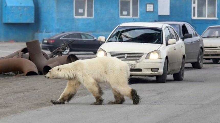 40 yıl sonra bir ilk: Kutup ayısı şehre indi