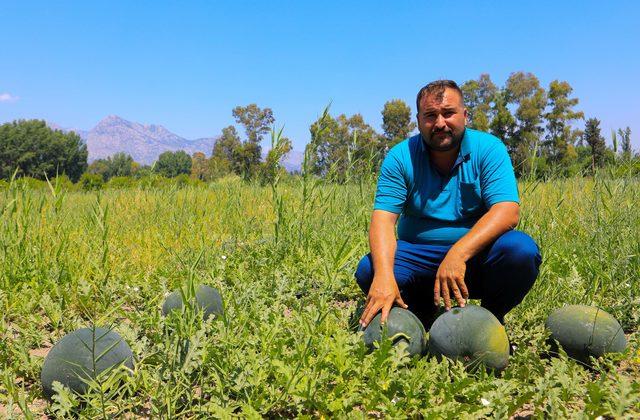 500 ton karpuz elinde kalan çiftçi: Bu yıl da evde kaldım