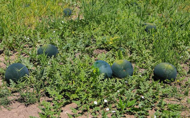 500 ton karpuz elinde kalan çiftçi: Bu yıl da evde kaldım