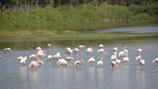 Aliağa'da Kuş Cenneti her mevsim rengarenk