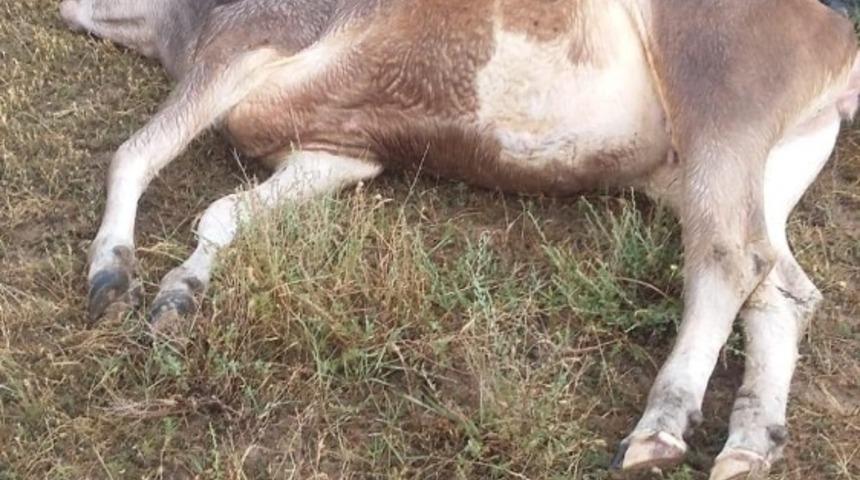 Sivas&rsquo;ta şiddetli sağanak yağış hasara yol a&ccedil;tı