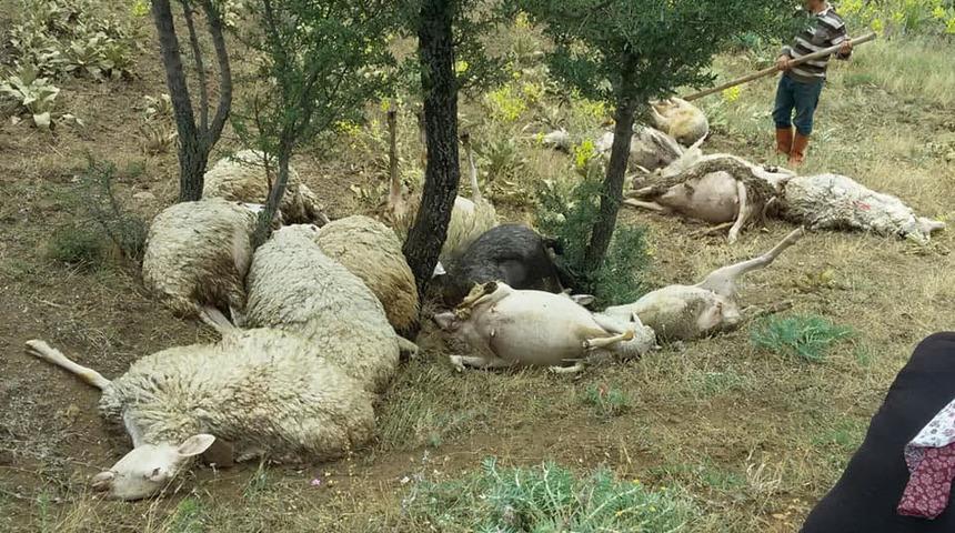 Denizli'de yıldırım düştü: 15 koyun telef oldu