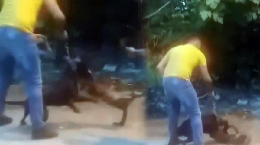 K&ouml;peğine sokak kedisini b&ouml;yle par&ccedil;alattı!