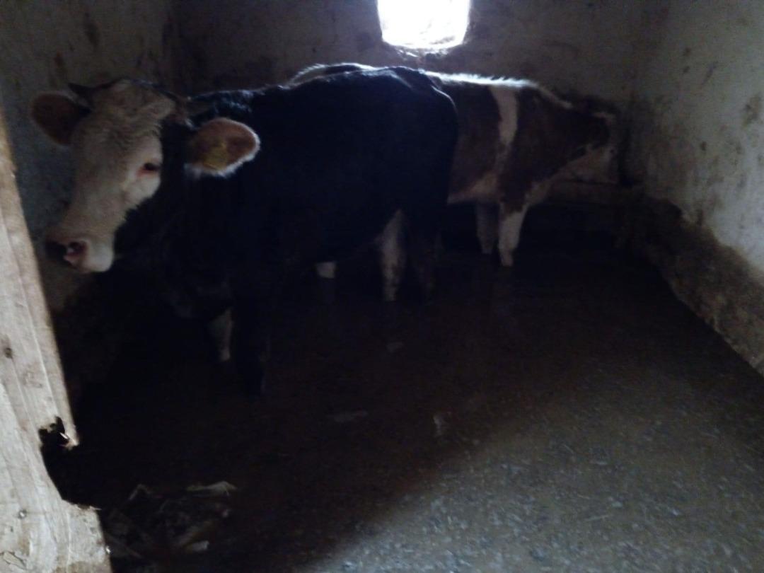 Darende&rsquo;de sağanak yağış sele neden oldu