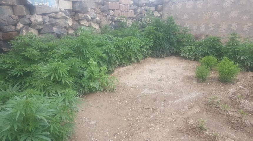 Derinkuyu&rsquo;da 183 k&ouml;k Hint keneviri ele ge&ccedil;irildi