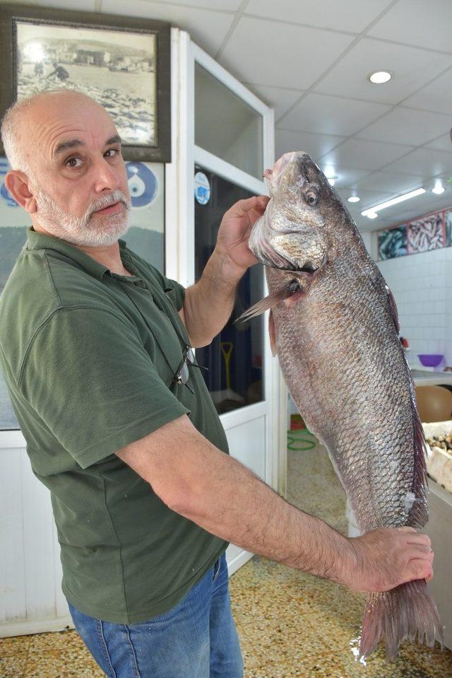 Sinop’ta 10 kilogram ağırlığında minakop balığı yakalandı