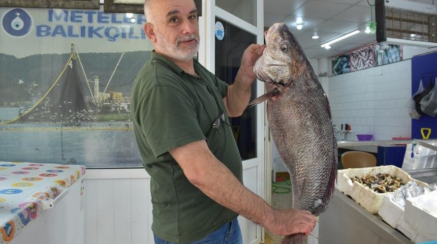 Sinop&rsquo;ta 10 kilogram ağırlığında minakop balığı yakalandı
