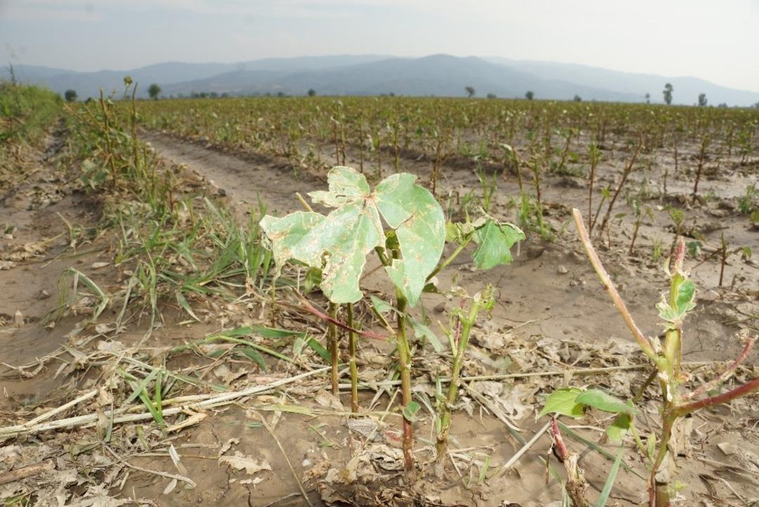 5 bin d&ouml;nemim pamuğu yerle bir eden dolu 10 milyonluk zarara yol a&ccedil;tı