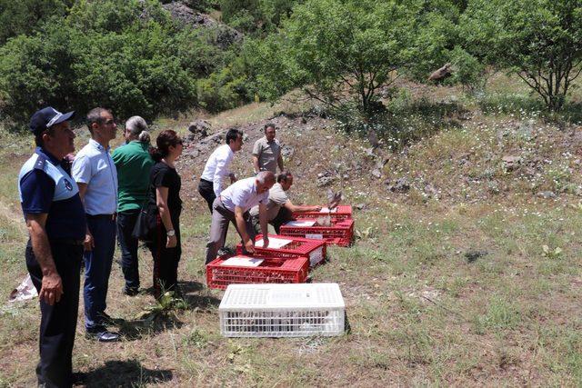 Tokat'ta 3 bin keklik doğaya salındı