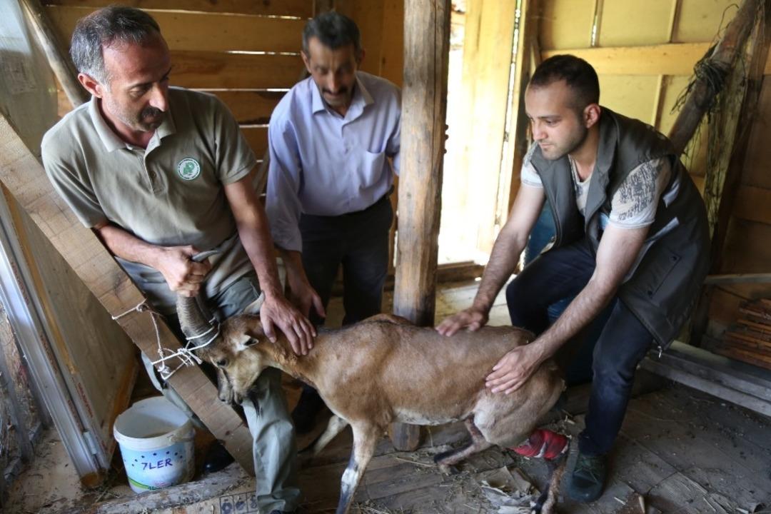 Artvin&rsquo;de k&ouml;peklerin saldırdığı yaban ke&ccedil;isini barajın &ouml;zel g&uuml;venlik personeli kurtardı