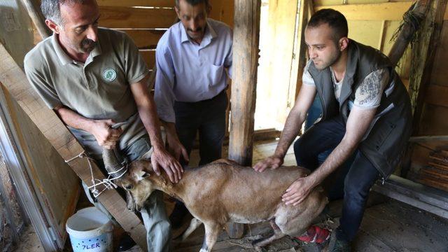 Artvin’de köpeklerin saldırdığı yaban keçisini barajın özel güvenlik personeli kurtardı