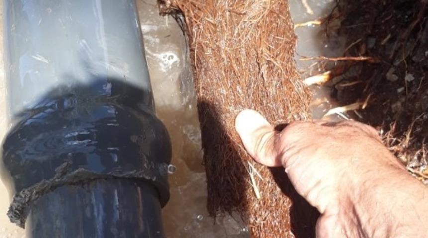 Boruda yeşeren ağa&ccedil; k&ouml;k&uuml; mahalleliyi susuz bıraktı