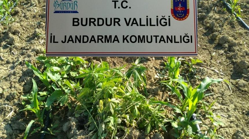 Jandarmadan kenevir operasyonu