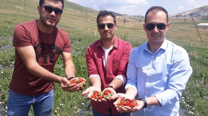 &Ccedil;aldıran&rsquo;da yerli &ccedil;ilek &uuml;retimi ikinci yılında