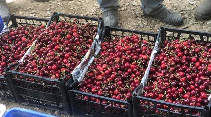 Ballıpınar&rsquo;da kiraz rekoltesi d&uuml;şt&uuml;