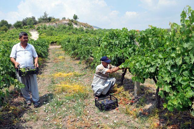 Türkiye'nin ilk üzüm hasadı Tarsus'ta yapıldı