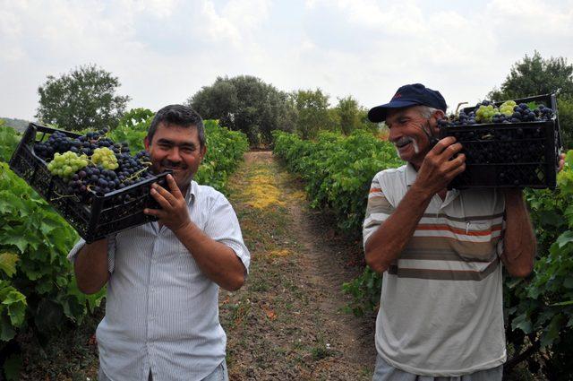 Türkiye'nin ilk üzüm hasadı Tarsus'ta yapıldı