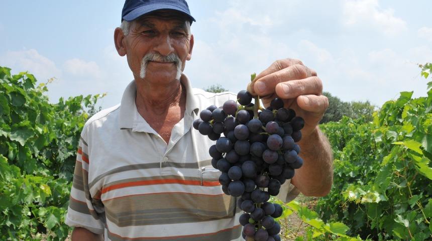 Türkiye'nin ilk üzüm hasadı Tarsus'ta yapıldı