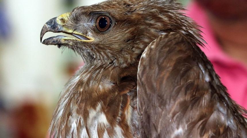 Yaralı şahin yavrusu tedavisi i&ccedil;in g&ouml;revlilere teslim edildi
