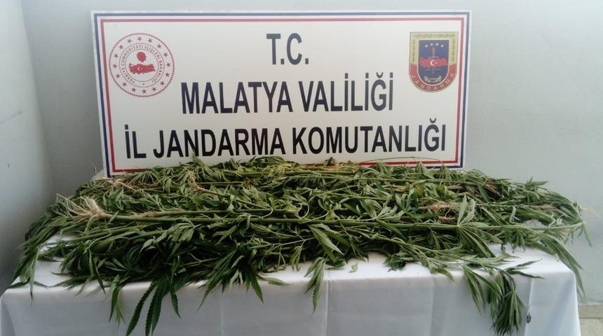 Jandarmadan kenevir operasyonu