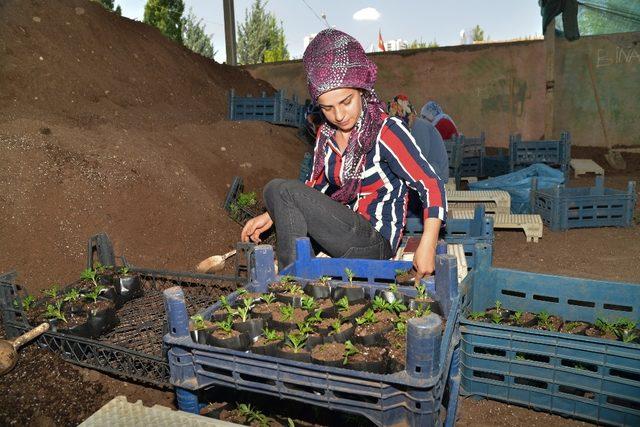 Diyarbakır’da fidanlık alanında 360 bin yazlık çiçek üretildi