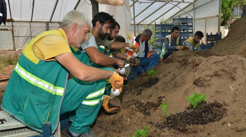 Diyarbakır&rsquo;da fidanlık alanında 360 bin yazlık &ccedil;i&ccedil;ek &uuml;retildi