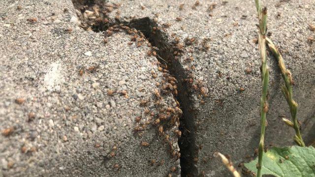 Eskişehir'de mahalleleri istila eden böceklerin cinsi belli oldu