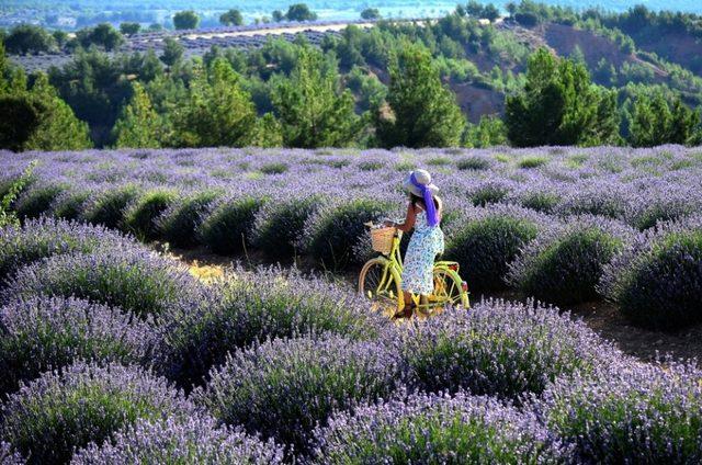 Isparta’da Lavanta Günleri hazırlık toplantısı