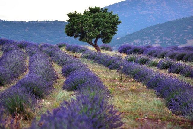 Isparta’da Lavanta Günleri hazırlık toplantısı