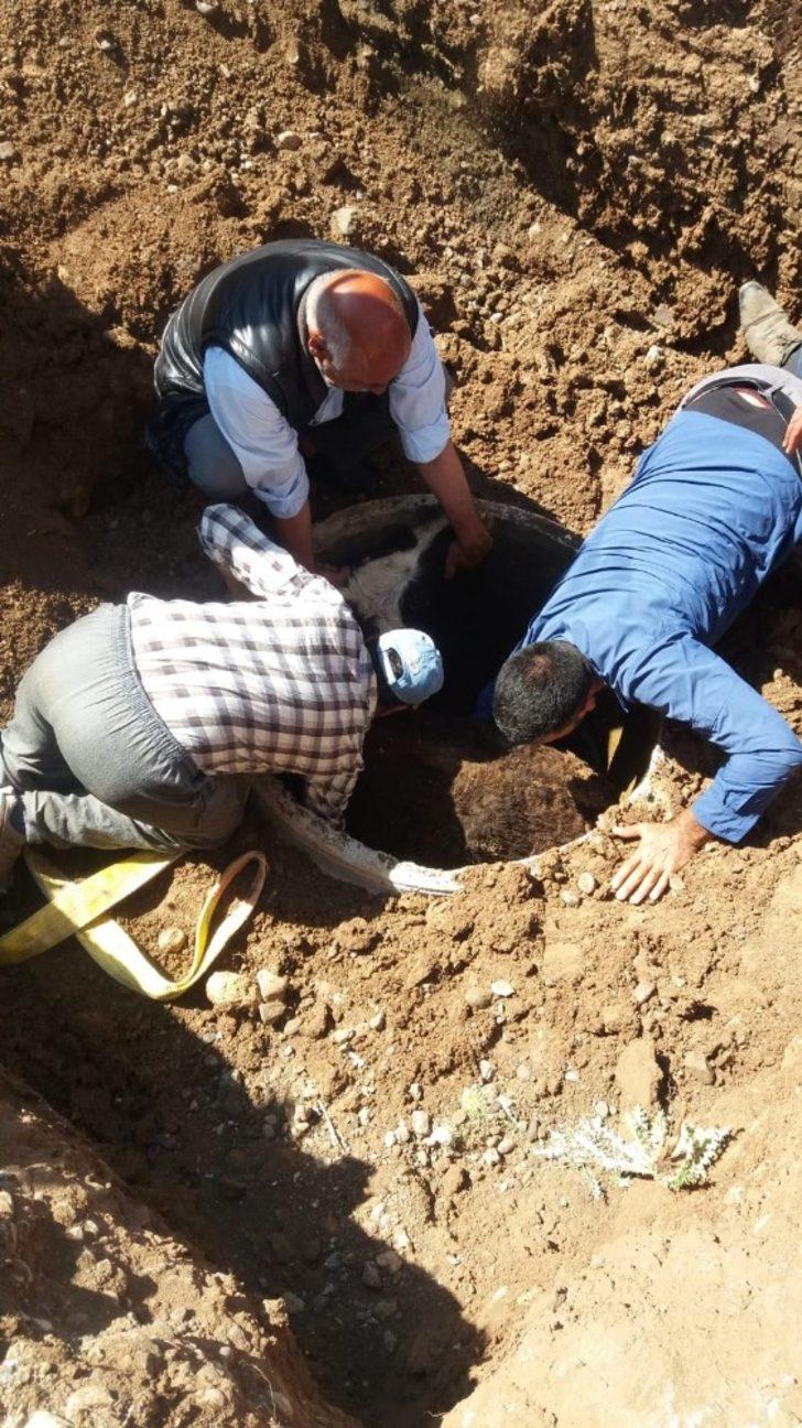 Ağrı’da kuyuya düzen dana itfaiye ekipleri tarafından kurtuldu G3