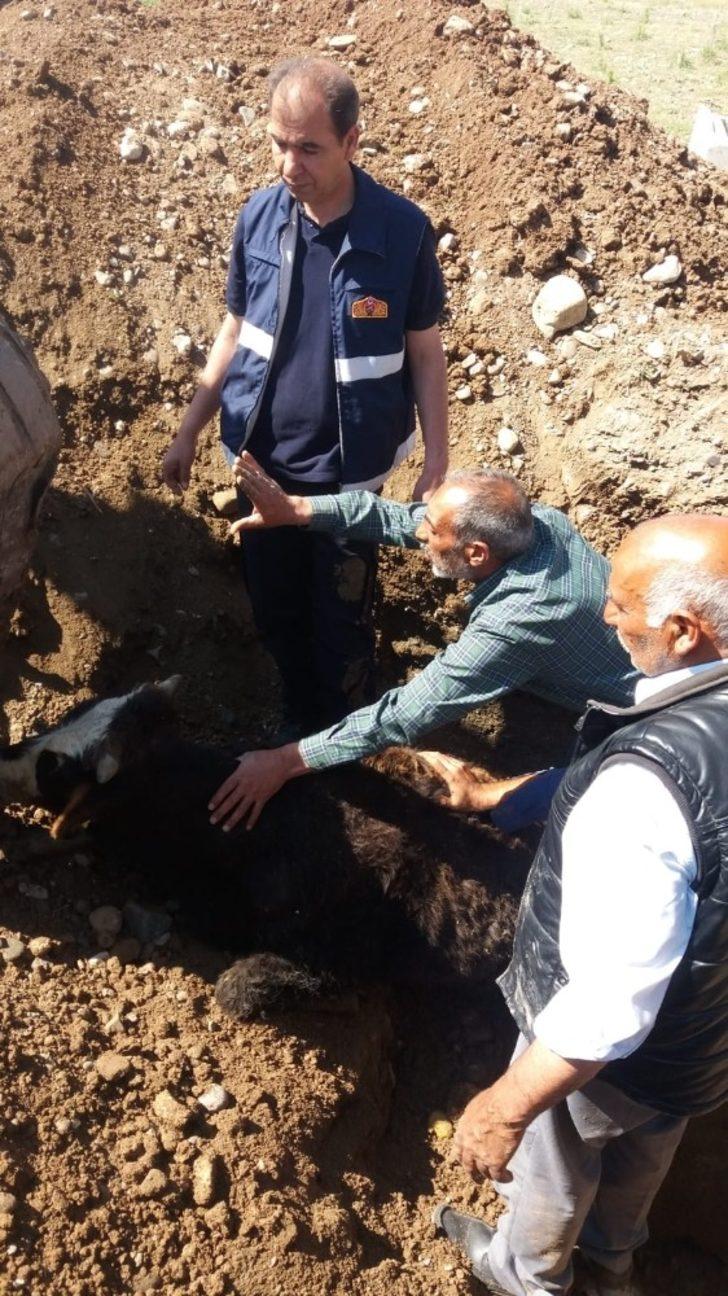 Ağrı’da kuyuya düzen dana itfaiye ekipleri tarafından kurtuldu G4