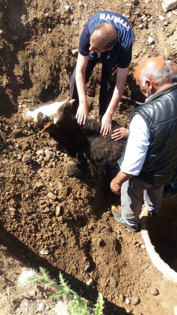 Ağrı’da kuyuya düzen dana itfaiye ekipleri tarafından kurtuldu G5