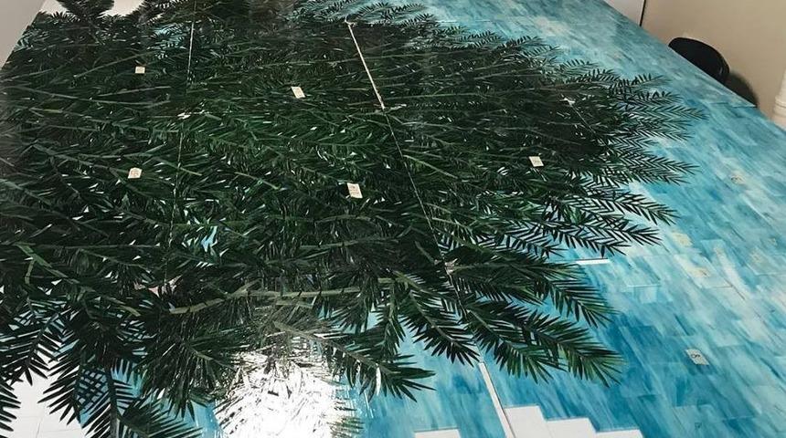 D&uuml;nyanın en yaşlı porsuk ağacı G&uuml;meli Porsuğu 4115 yaşında