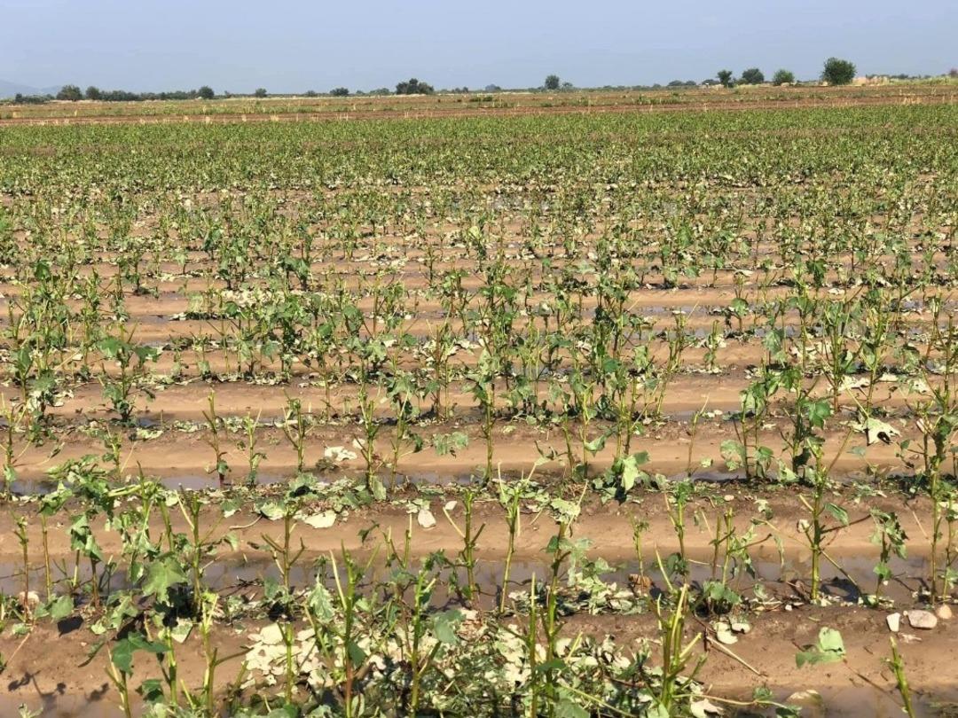 B&uuml;y&uuml;kşehir ve İncirliova Belediyesi dolunun vurduğu pamuk&ccedil;uları yalnız bırakmıyor