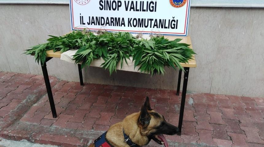 Sinop’ta jandarma ekiplerinden kenevir operasyonu
