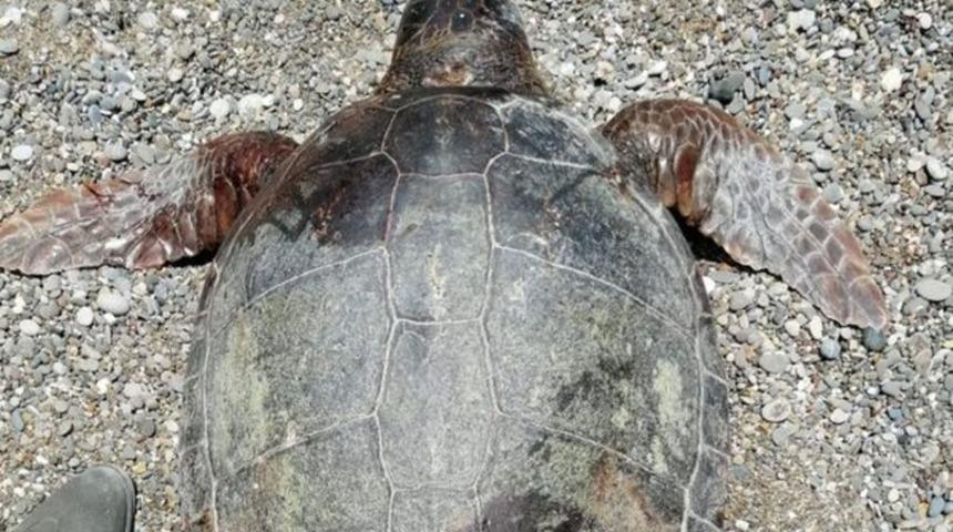 Tek kelimeyle vahşet! 2 caretta caretta tüfekle vurularak ve bıçaklanarak öldürüldü