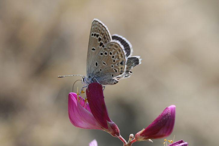 Görebilmek için kilometrelerce yol katettiler G1