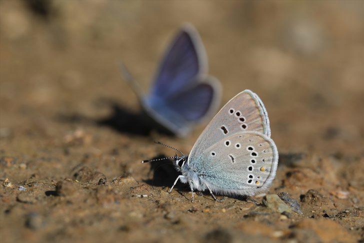 Görebilmek için kilometrelerce yol katettiler G3