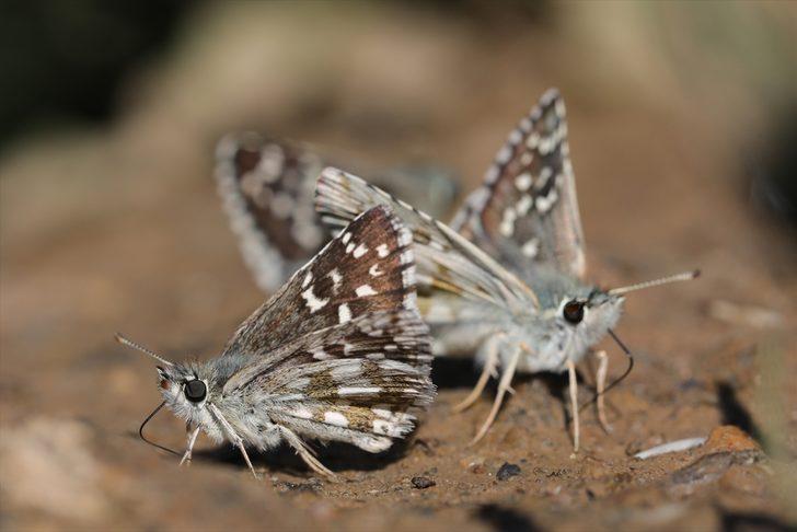 Görebilmek için kilometrelerce yol katettiler G4