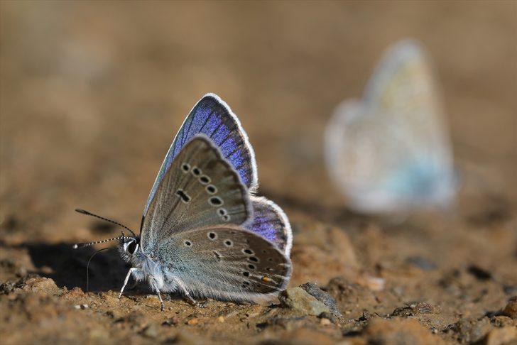 Görebilmek için kilometrelerce yol katettiler G5