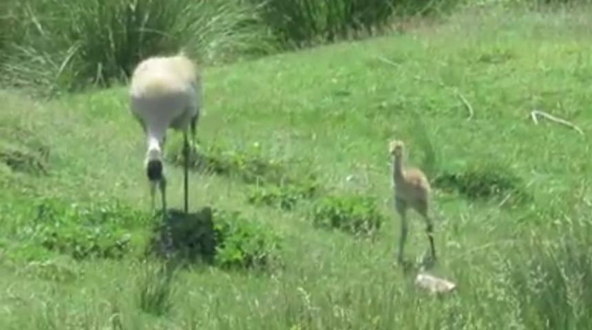 Nesli t&uuml;kenme tehlikesi altında olan turnalar, Ekşisu Sazlığında yavrusuyla birlikte g&ouml;r&uuml;nt&uuml;lendi