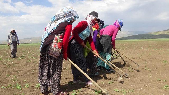 Mevsimlik işçilerin sıcakta çapa mesaisi