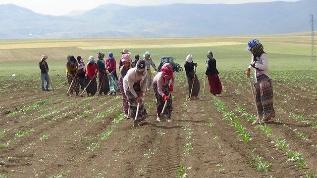 Mevsimlik işçilerin sıcakta çapa mesaisi