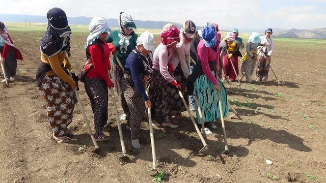 Mevsimlik işçilerin sıcakta çapa mesaisi