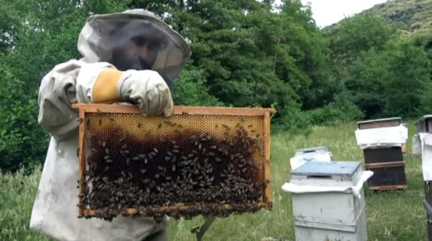 Balları &ccedil;aldılar, arıları telef ettiler