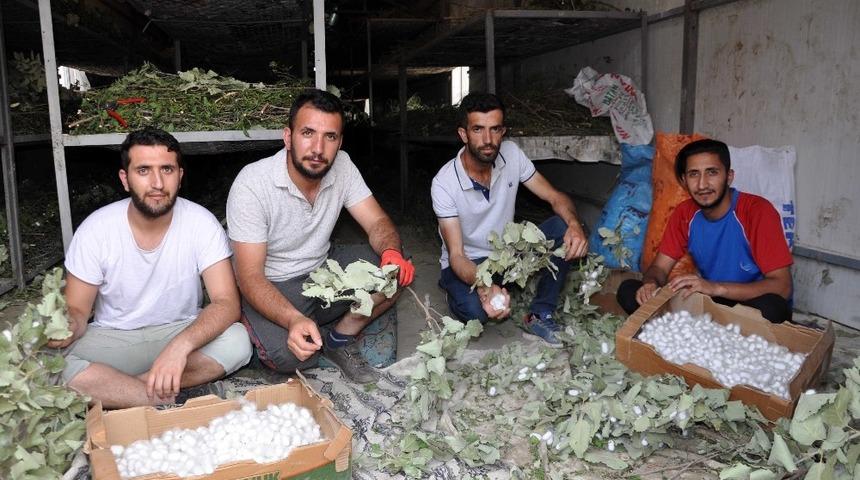 Atanamayınca ipek b&ouml;ceği işine girdiler, aylık 20 bin lira kazanıyorlar