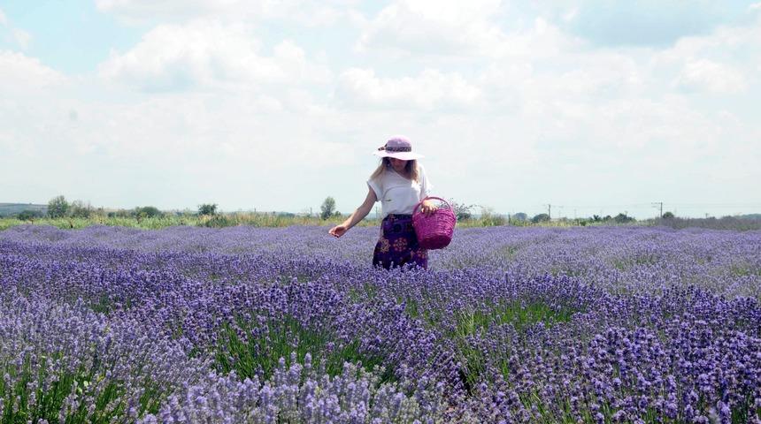 Edirne'de lavanta tarlalarına 50 bin ziyaretçi