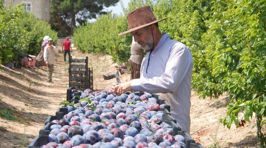 Hobi olarak başladığı Japon eriğinden 120 ton ürün elde etti 